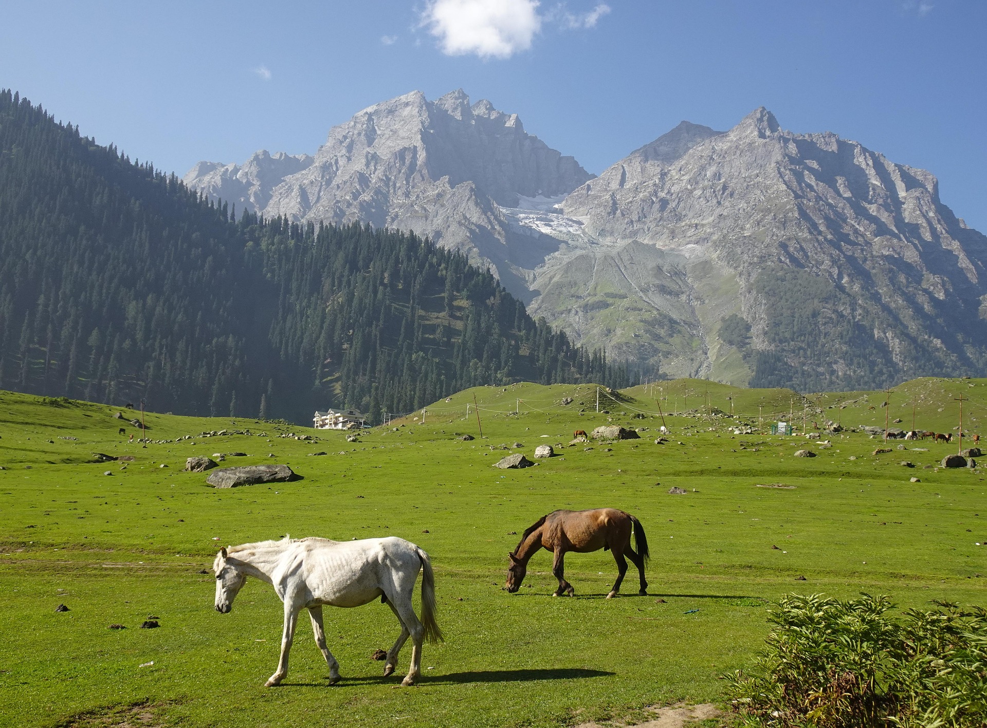 Golden meadows of Sonamarg, Kashmir